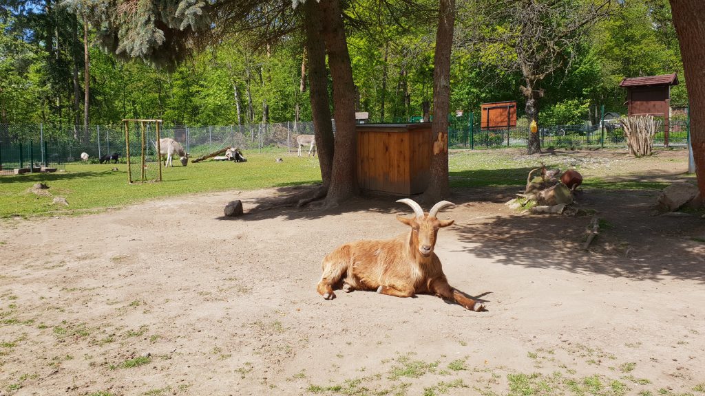 Tiergehege „Am Fallstein“